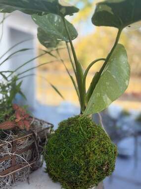 Thai Constellation Monstera Kokedama Moss Ball Hanging Plant